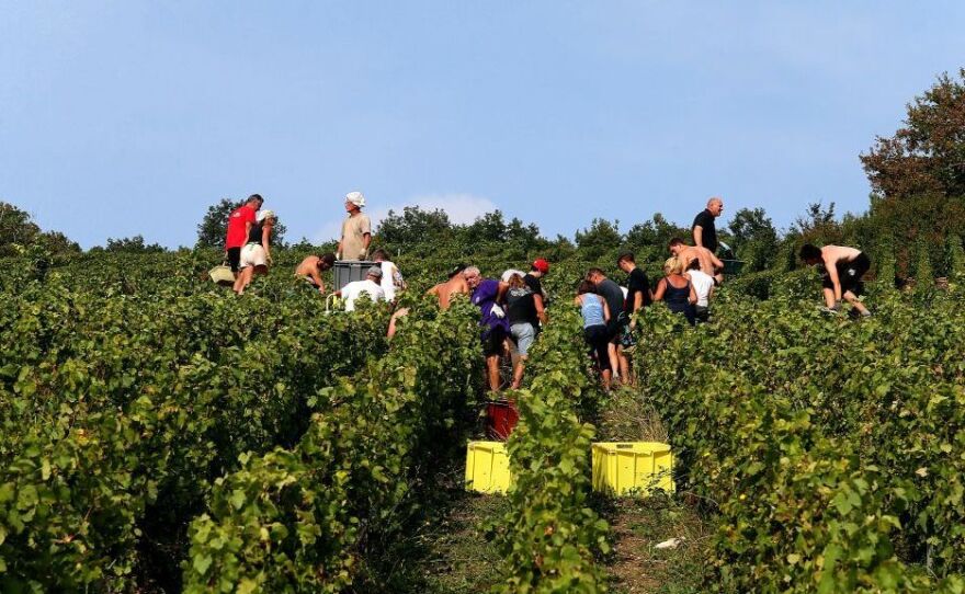 The champagne grape harvest in northeastern France, like this one near Mailly-Champagne, started early this year due to lack of rain.