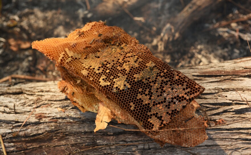 Part of the honey harvest from a wild bees' nest in the Niassa National Reserve, Mozambique.