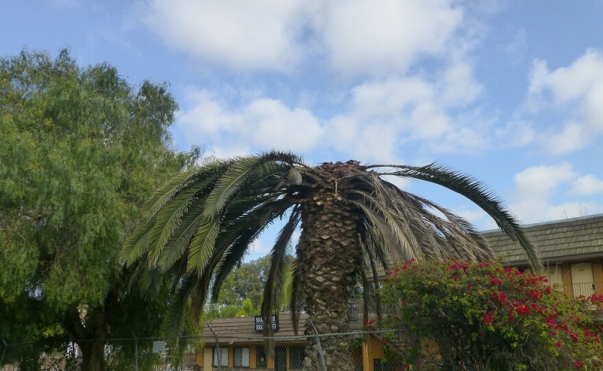 A Canary Island date palm in San Ysidro that was killed by the South American palm weevil is pictured in this undated photo.