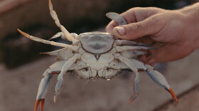 Jack Torney, 23, holds a crab he's just caught in Galesville, Maryland, on a tributary of the Chesapeake Bay.