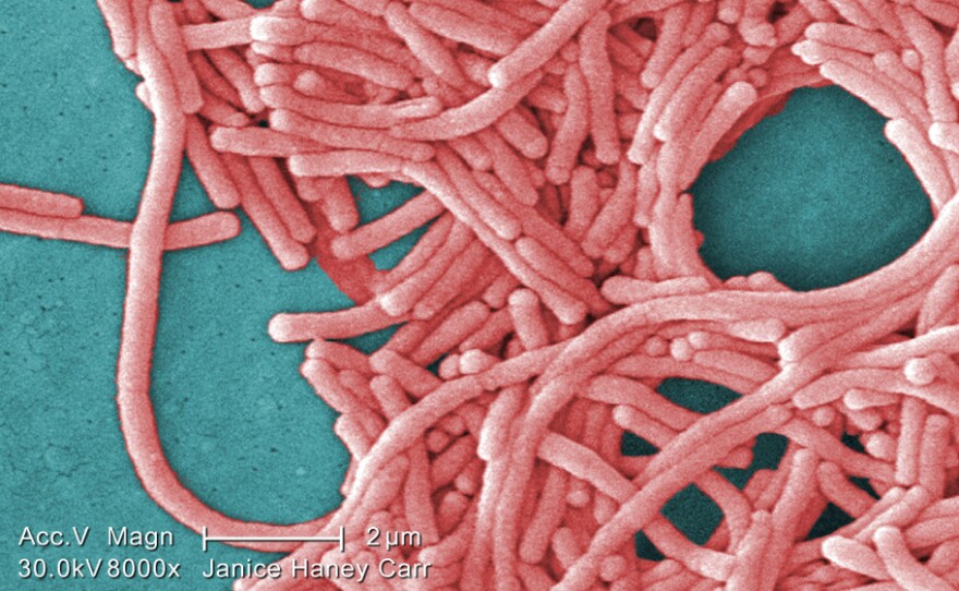<strong>Oh, The Bacteria:</strong> A colorized electron micrograph image from the Centers for Disease Control and Prevention shows a large grouping of Gram-negative Legionella pneumophila bacteria. There are quadrillions of bacteria in the world, far surpassing humanity's 7 billion.