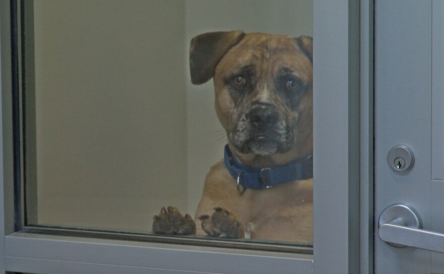 A dog looks out from its enclosure at the San Diego Humane Society on July 31