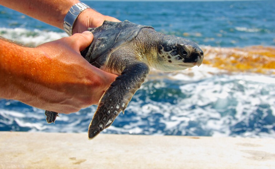 After sea turtle hatchlings emerge from their nests, they vanish into the sea. Until recently, their journey was largely shrouded in mystery. Now, as technology advances, researchers are beginning to understand where turtles go during their so-called “lost years.”