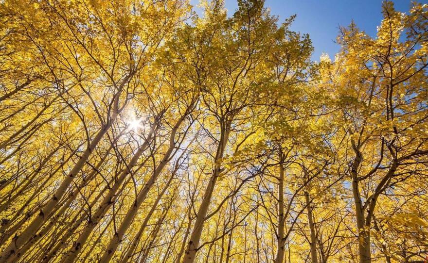 Aspen trees blaze in golden colors during fall at Montana's Glacier National Park. A national map can help help leaf-peepers find the optimal time to see fall foliage in their area.