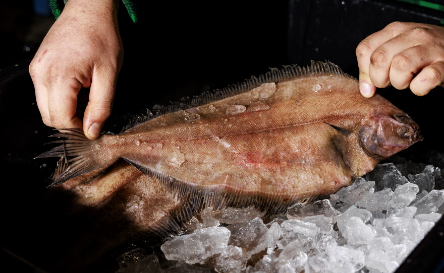 A locally caught fish rests on ice at the Portland Fish Exchange.