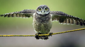 A Burrowing owl tries to perch on a protective rope in a public park as rain falls in Cooper City, Fla., May 20, 2013. 

