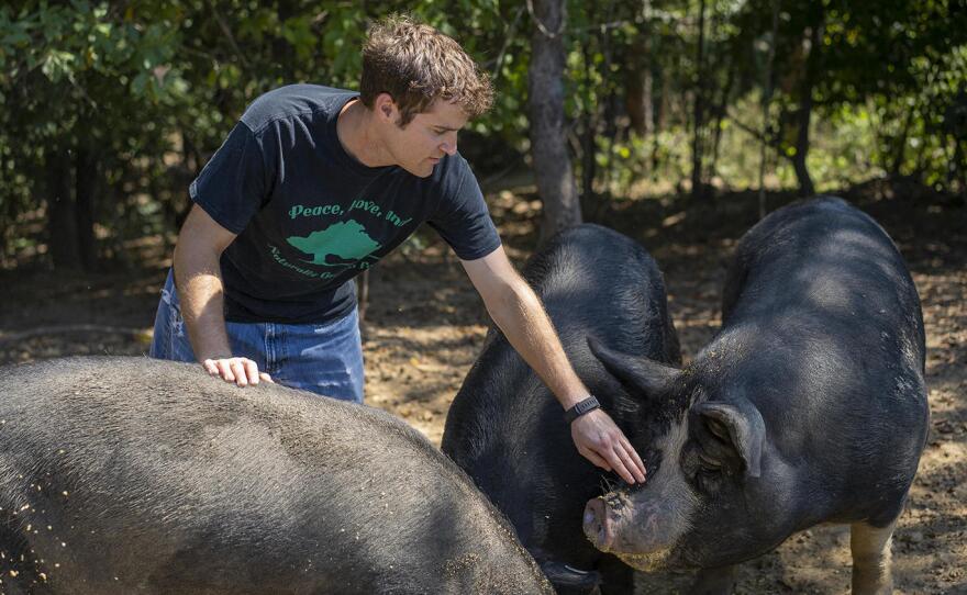 Josh Davis tends to his hog herd on his farm in Pocahontas, Ill. Once a popular breed, there are now only a few hundred American mulefoot hogs left.