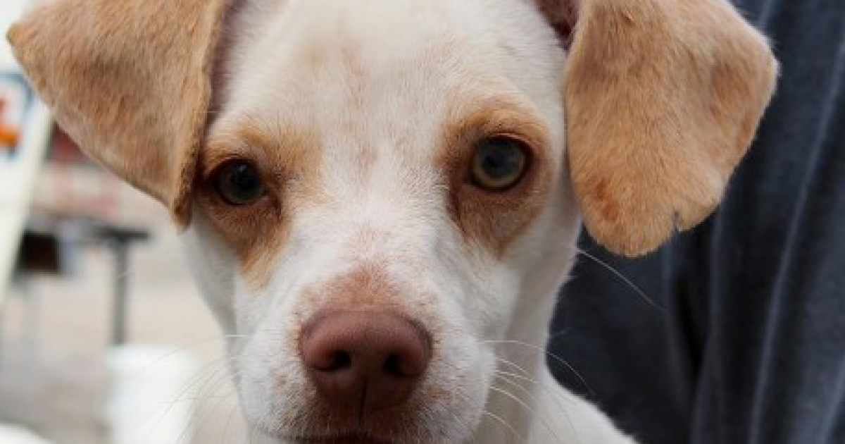 Pet Food Tax Might Put More Tijuana Dogs In Jeopardy KPBS Public Media