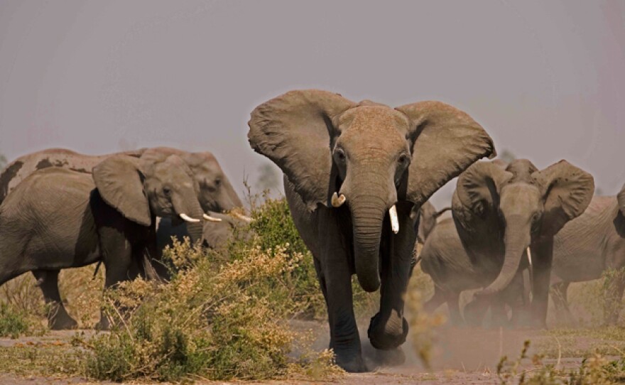 Elephants (Loxondonta Africana) charging in Botswana.