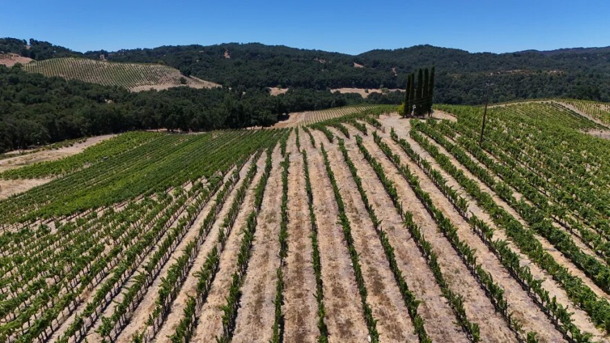 An aerial view of rows of grape vines at Tablas Creek Vineyard in Paso Robles on July 30, 2025.