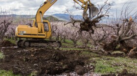 Apricot trees are removed to make way for Cosmic Crisp.