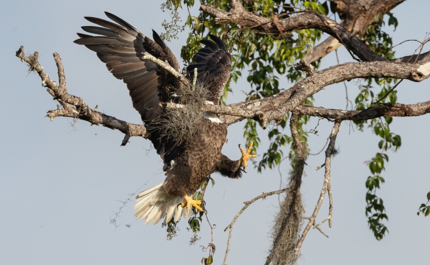 <em>Majestic and Graceful Bald Eagle</em> in the United States.