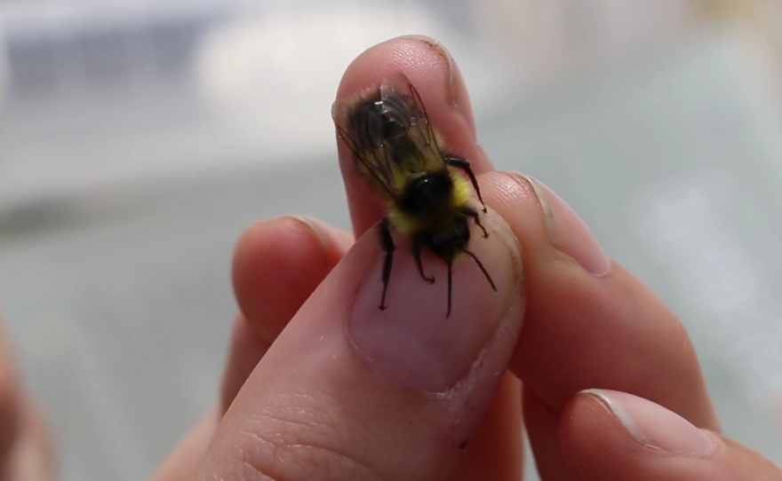 A UC Riverside researcher holds an Arctic bumble bee in this undated photo