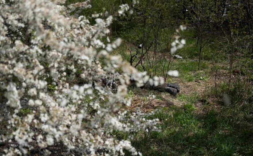 The boots of a dead Russian soldier can be seen under a flowering tree in Moshchun.