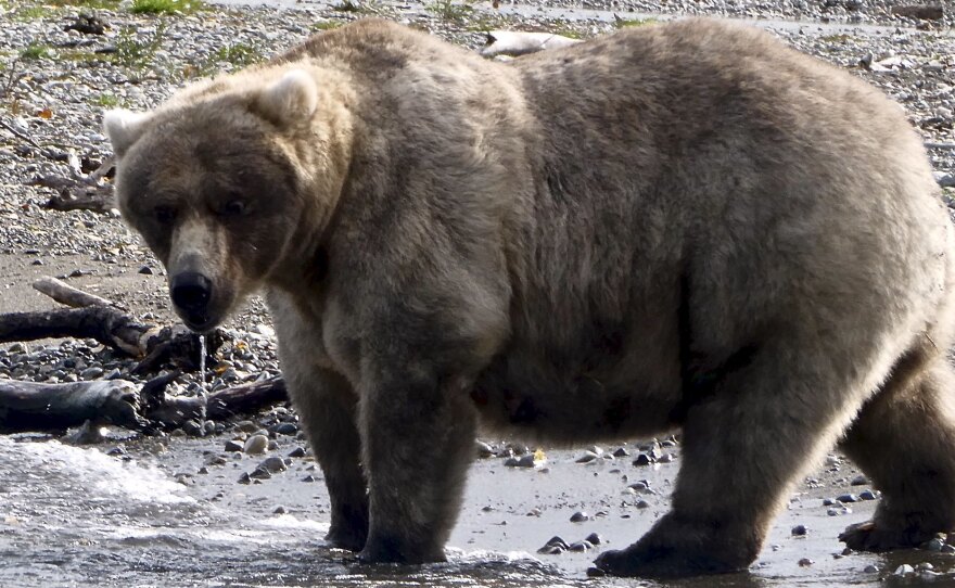 Bear 435 Holly is the 2019 Fat Bear champion. Will she keep her title in 2020?