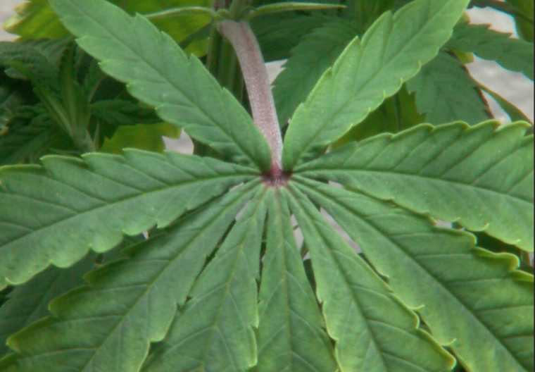A close-up of a marijuana leaf is seen in this undated photo.