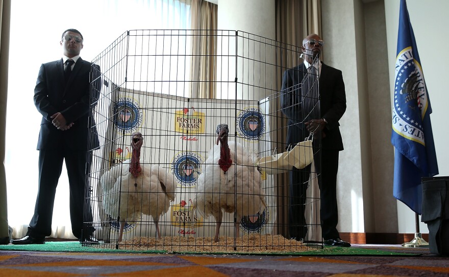Men dressed as Secret Service agents stand guard next to Tom One and Tom Two, the 2015 turkey and alternate.