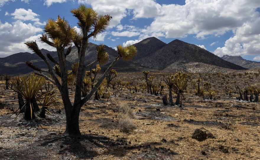 Burned landscape from the York Fire in the Mojave National Preserve on Tuesday, Aug. 1, 2023, in Nipton, Calif. The York Fire was partially contained by Tuesday morning after the blaze ignited Friday in a California wildland preserve and spread into Nevada.