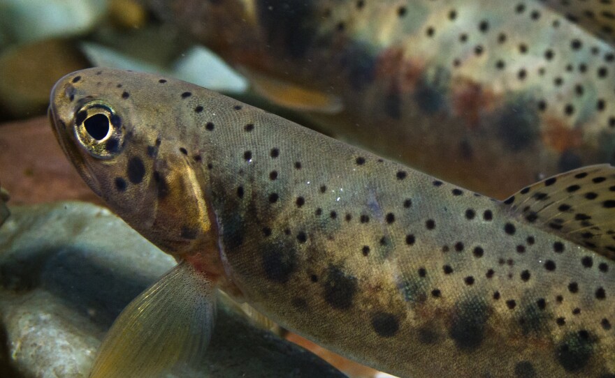 Westslope cutthroat trout in Montana prefer cold streams for spawning.