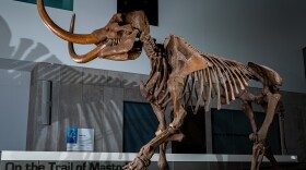 A cast of the Buesching mastodon at the University of Michigan.