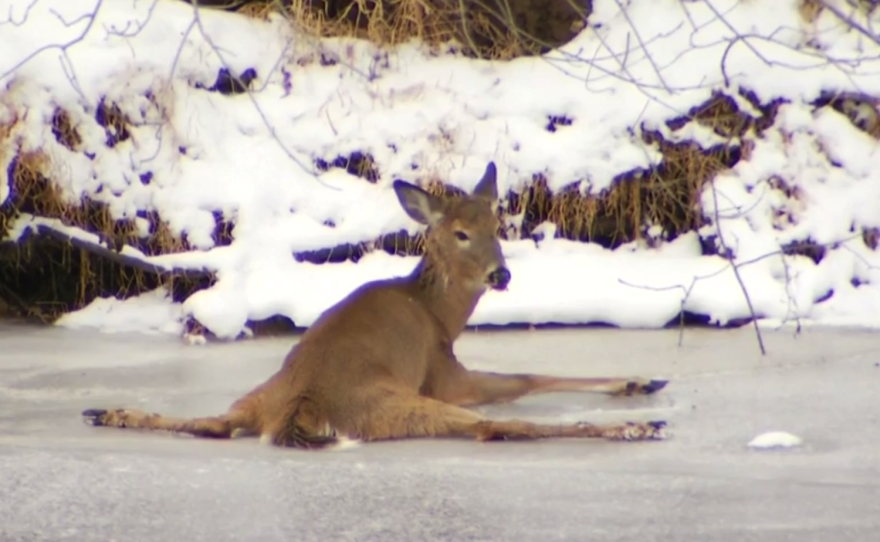 A deer was stuck to ice for over three hours in Simsbury, Conn., on Tuesday. It was rescued by wildlife officials and the event was streamed via Facebook Live.