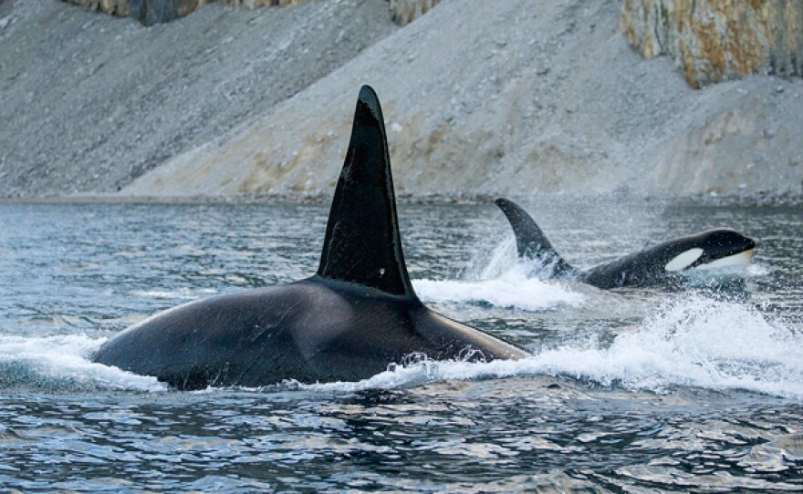 Two killer whales, one male, one female.