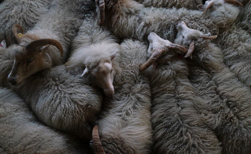 Sheep huddle together inside the barn after being rounded up for the winter.