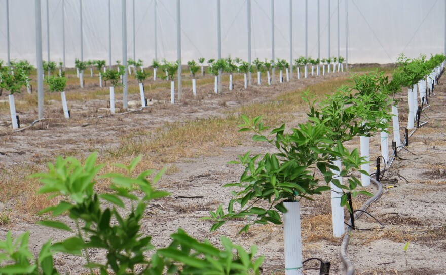 Ed Pines has planted 20 acres of mandarin orange in two large screened enclosures at his facility in Lake Wales, Florida. The screens protect the plants from the vector of the disease.