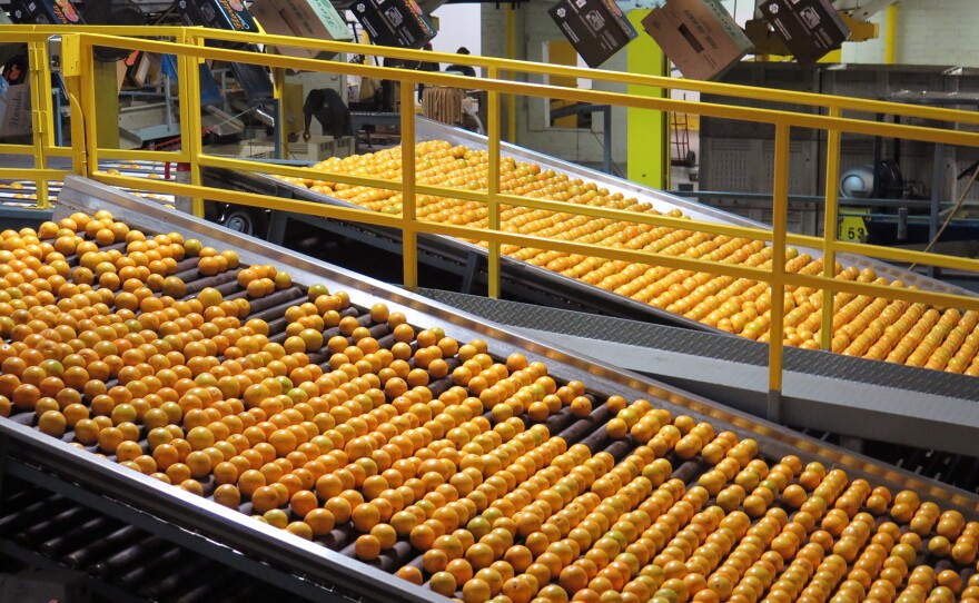 Hamlin oranges are washed, graded and packed for shipment at the Dundee Citrus Growers Association packing house in Lake Hamilton, Florida.