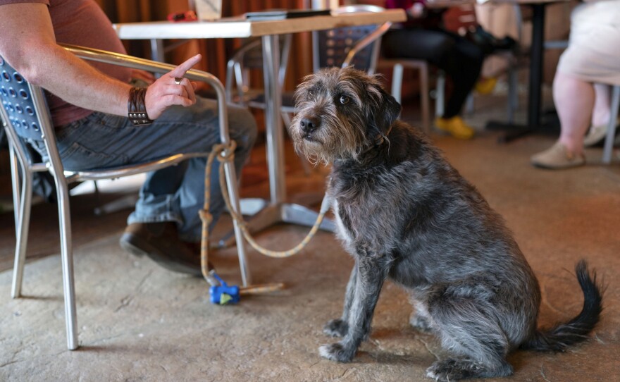 Monty Hobbs gestures towards his dog Mattox on the patio at the Olive Lounge in Takoma Park, Md. Thursday, May 4, 2023. Just in time for the summer dining season, the U.S.