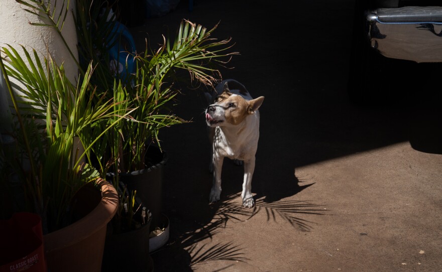 Katsu, one of the dogs at the house, inspects one of the many potted plants in Andres's yard - he lugs in water from his hotel to nurture them.