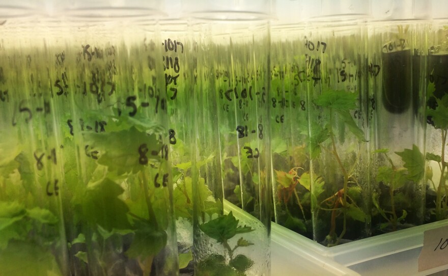 Sunpreme and other raisin grape varieties are raised in greenhouses in a laboratory at the USDA's Agricultural Sciences Center in Parlier, Calif.