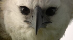 Close-up photo of a harpy eagle