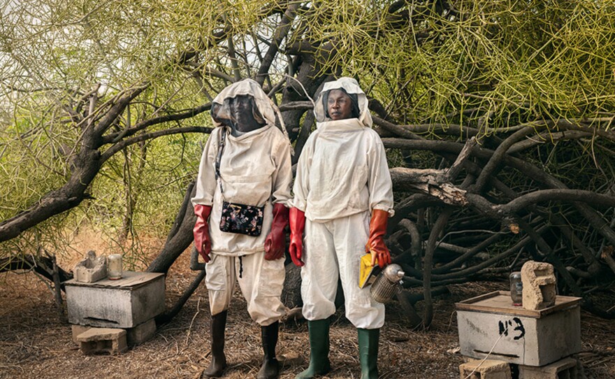Beekeepers in central Senegal. The bees get their nectar from local mangrove flowers. The honey will be sold at the village market.