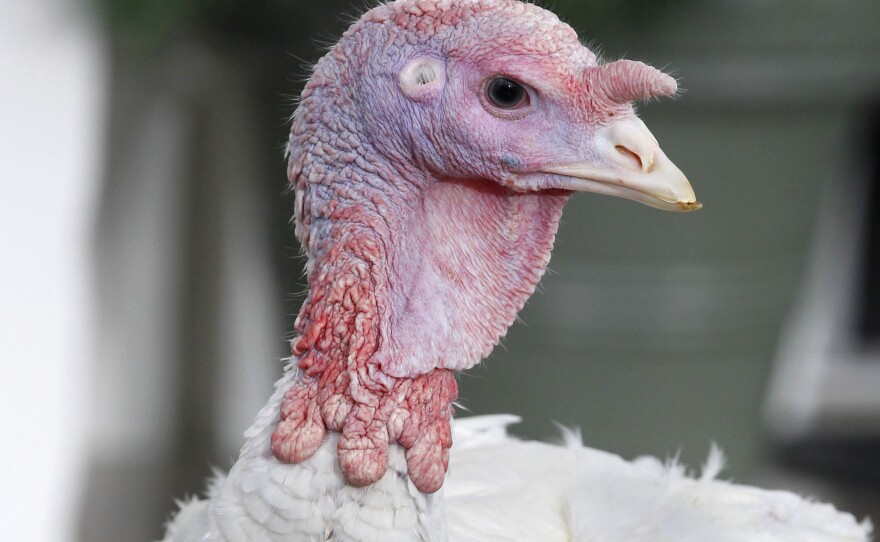 Liberty, a 45-pound turkey, is seen at the White House before being pardoned in 2011. The bird died two years later due to heart failure.