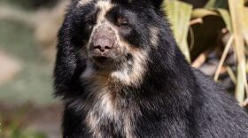 
Alba, the San Diego Zoo's Andean bear who gave birth to a club on Jan. 8, 2020, is pictured in her habitat, Jan. 15, 2020. 
