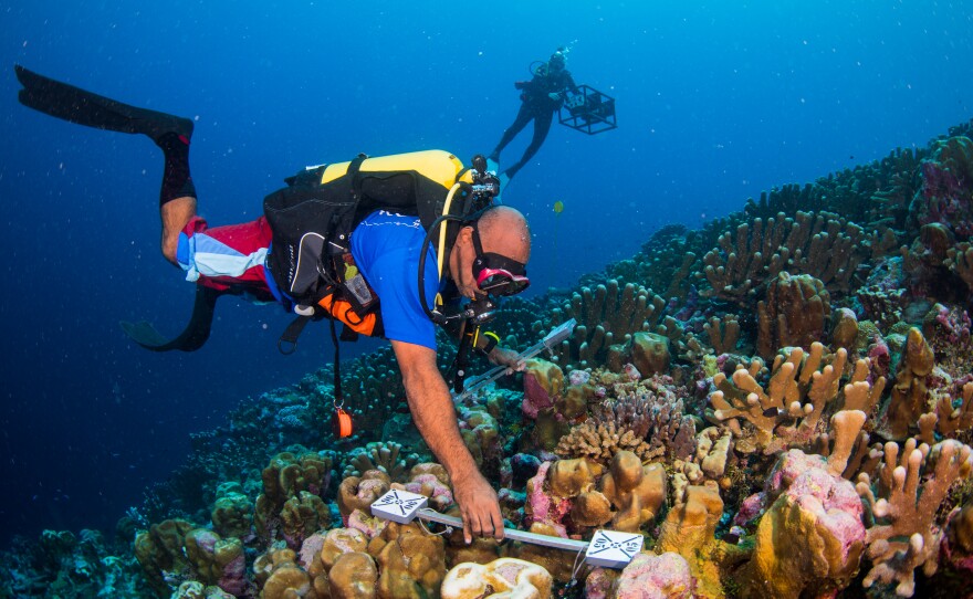 Diver examines ocean floor near an ocean island in this undated photo