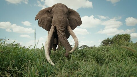 Craig, a 53-year-old, consuming grasses of the eastern Amboseli National Park, Kenya. He is considered a “super tusker,” whose tusks each weigh more than 100 pounds. Fewer than 30 super tuskers remain in all of Kenya.