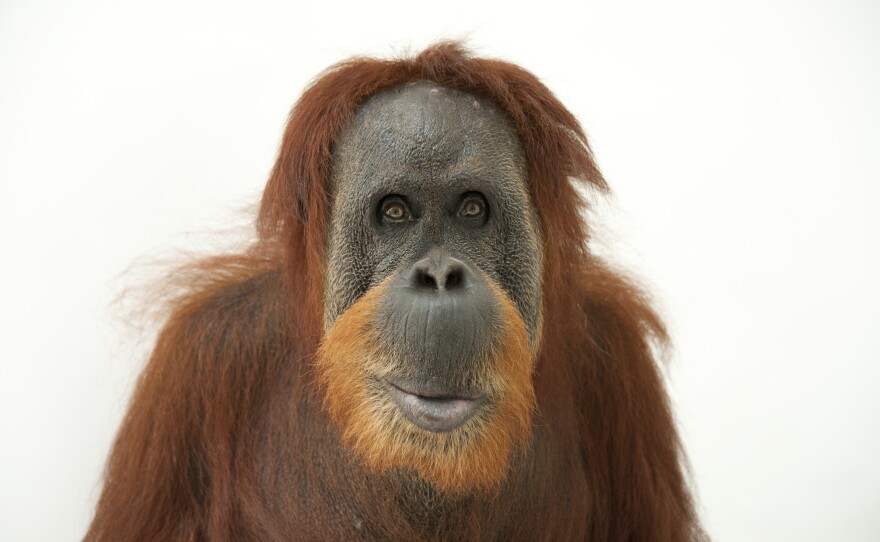 This female Sumatran orangutan was photographed at the Gladys Porter Zoo in Texas.
