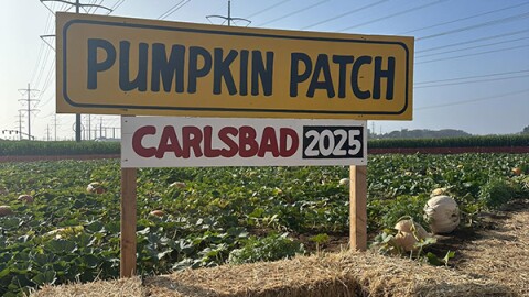 Pumpkin Patch 2025