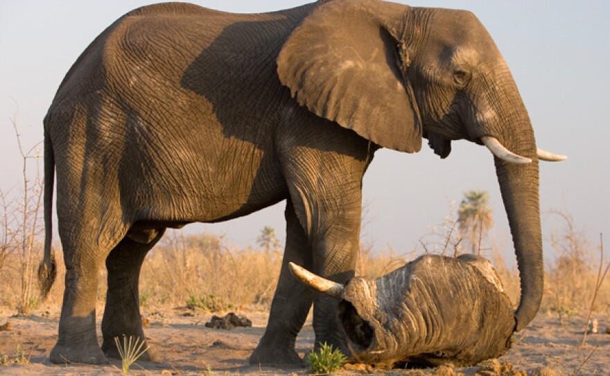 Elephant (Loxondonta Africana) investigating an elephant carcass in Botswana.