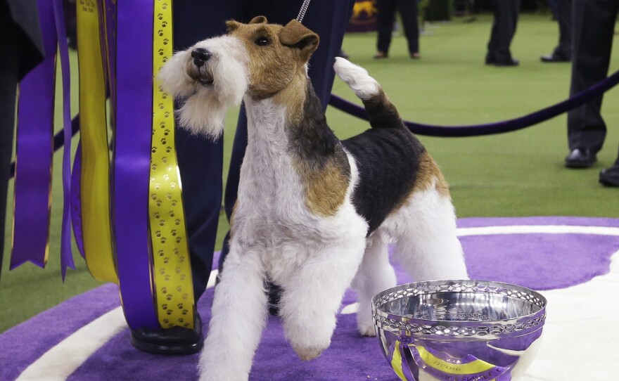 King, a wire fox terrier, poses for photographs after winning Best in Show at the 143rd Westminster Kennel Club Dog Show Tuesday. It's the 15th time a wire fox terrier has taken the top spot.