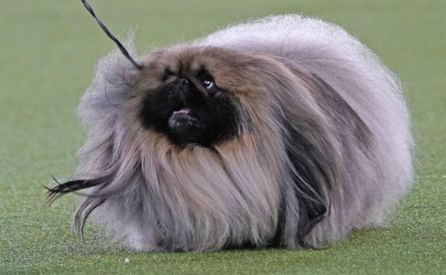 A Pekingese walks with its handler in the Best in Show at the Westminster Kennel Club dog show Sunday in Tarrytown, N.Y. The dog won the blue ribbon in Best in Show.