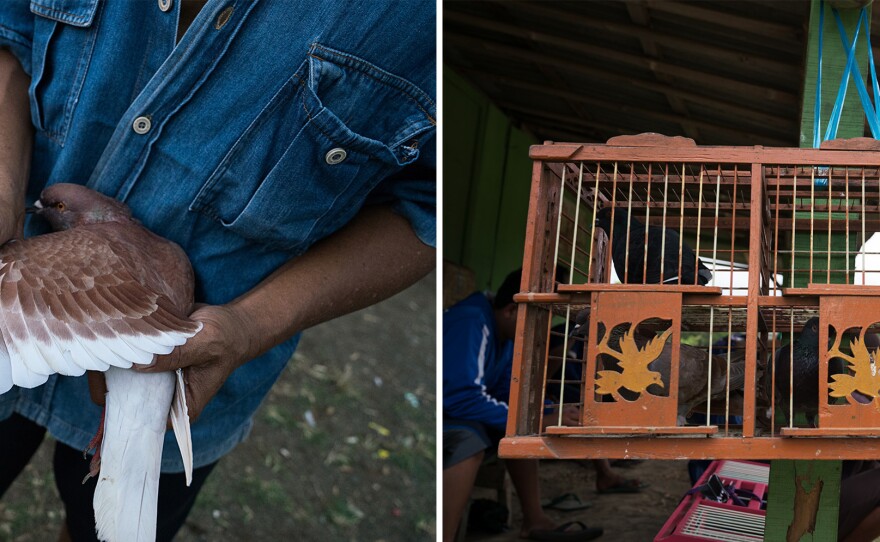 Left: Pigeon handlers determine the age of a young bird by watching the development of its feathers. Right: A wooden pigeon cage has compartments where pigeon couples are housed in monogamous pairs.