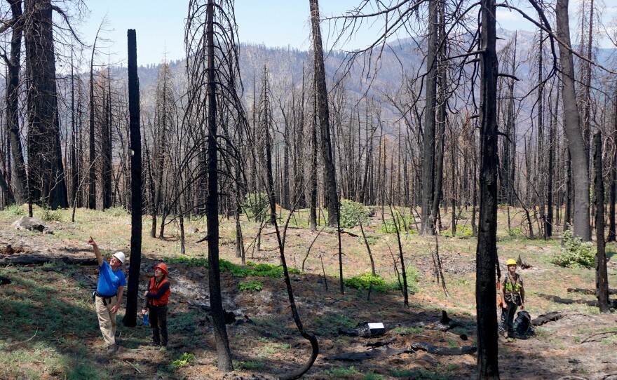 Researchers, including Scott Stephens (left), hope to identify which sequoia groves are most at risk from extreme fires in the hope of making them more fire-resistant.