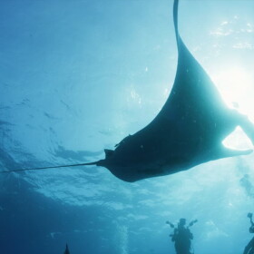 A giant manta ray is seen underwater in this still from the documentary, "The Last Dive" directed by Cody Sheehy.