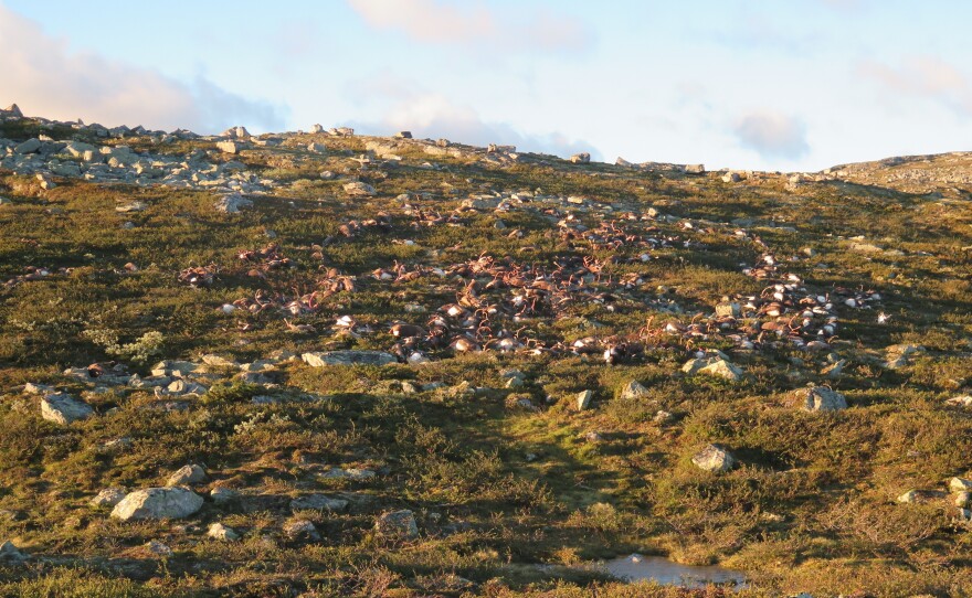 The lightning storm killed 323 reindeer on the Hardangervidda plateau in central Norway. The government estimates that about 2,000 reindeer live in the area.
