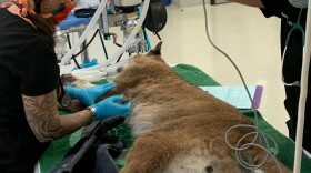 A veterinarian performing a checkup on a young mountain lion that was spotted looking at his reflection in the glass of an office tower in downtown San Francisco.