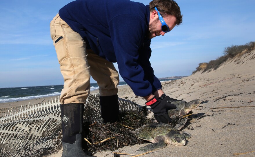 Michael Sprague with the Mass Audubon's turtle rescue program helps recover a stranded sea turtle in December 2014. In recent days, more than 200 turtles have washed up in Cape Cod because of a phenomenon known as "cold-stunning."