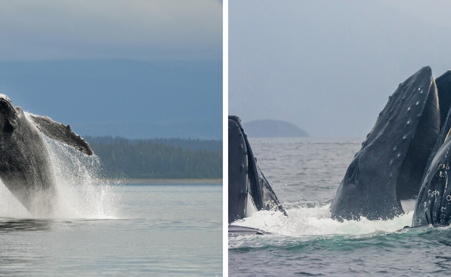 Left: Humpback whales breach for many reasons, including to communicate with other whales. Right: Humpback whales lunge-feed near Glacier Bay.